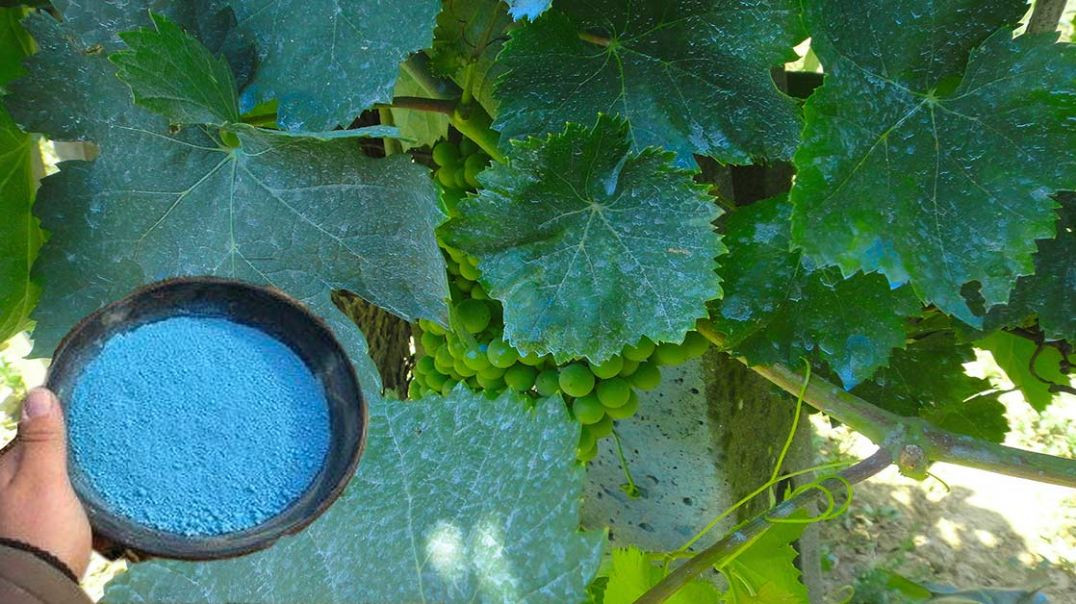 Bordo Bulamacı Nasıl Hazırlanır